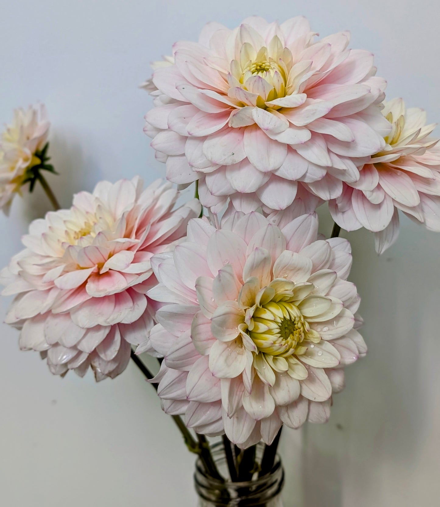 Silver Years dahlia