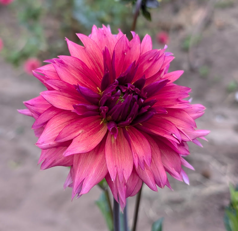 Sonic Bloom dahlia