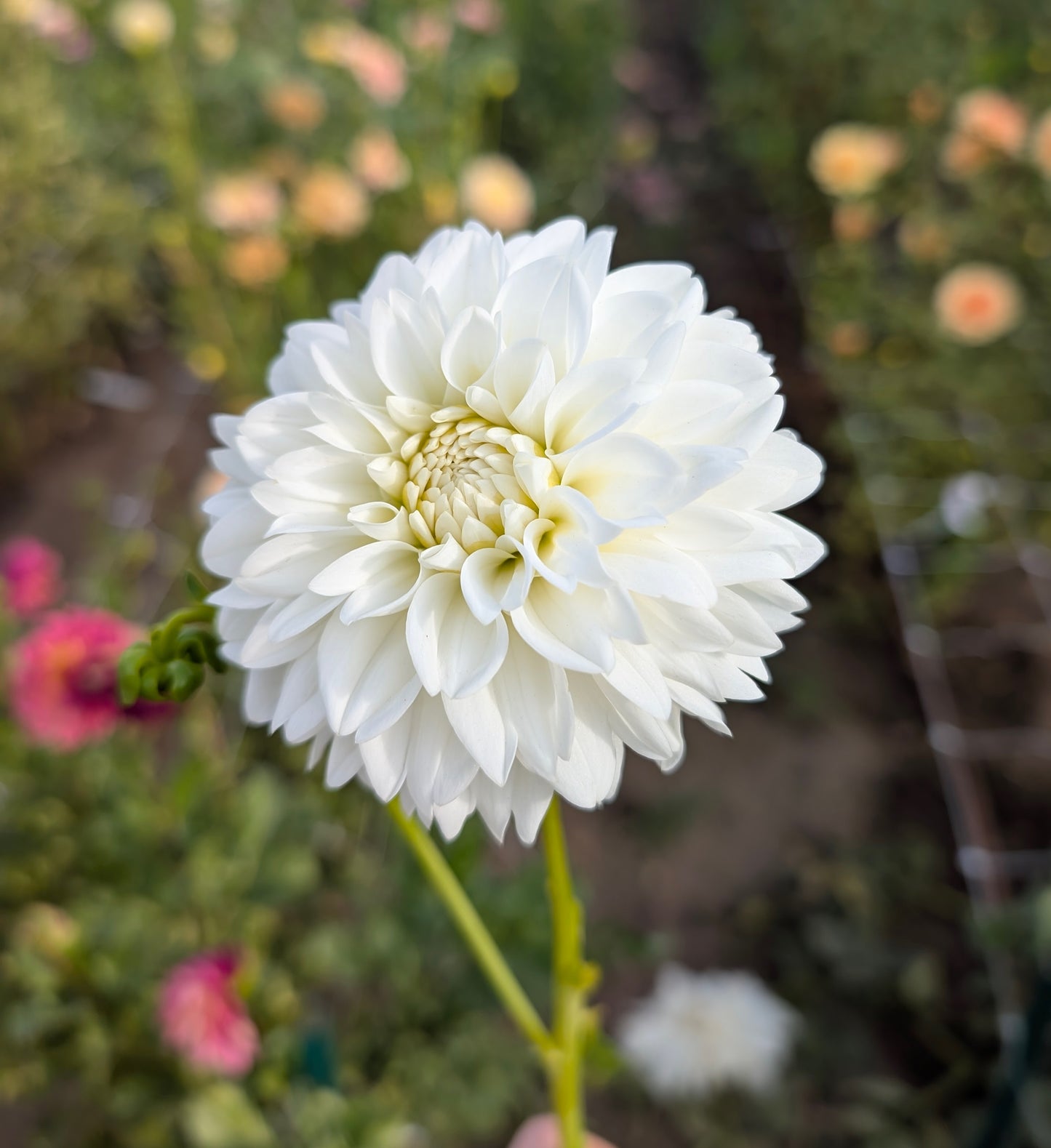 White Nettie dahlia