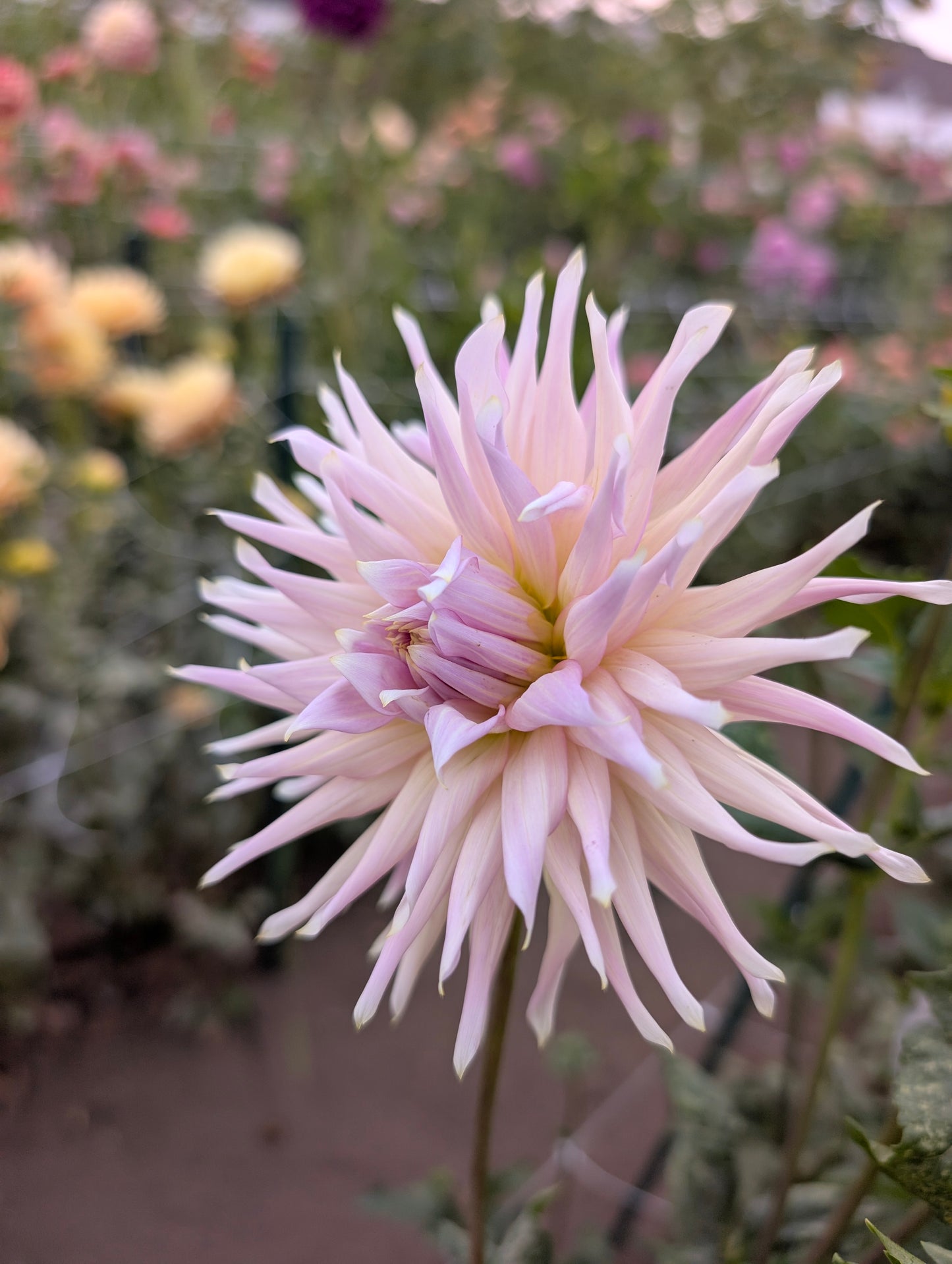 Wyns Mauve Mist dahlia