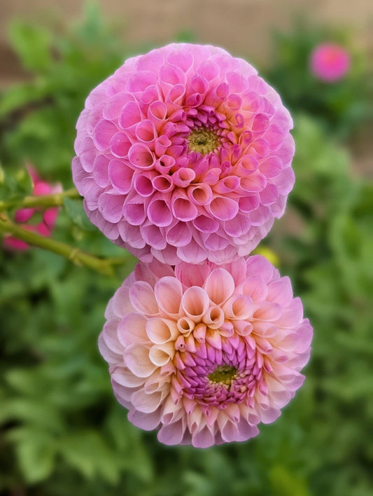 20th Ave Memory dahlia