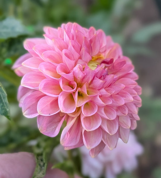 20th Ave Softer Peach dahlia