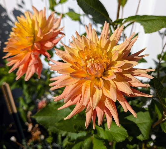 AC Ben dahlia