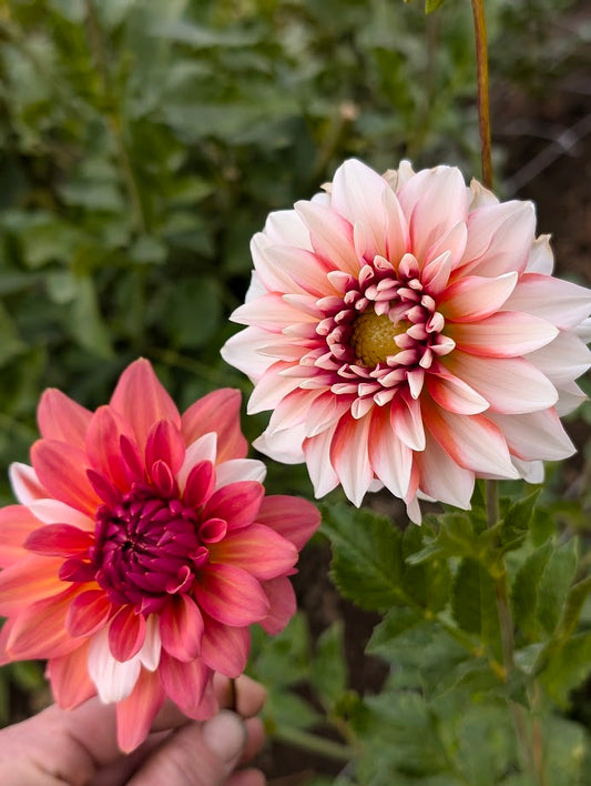 A La Mode dahlia