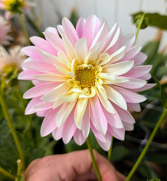 Alloway Candy dahlia