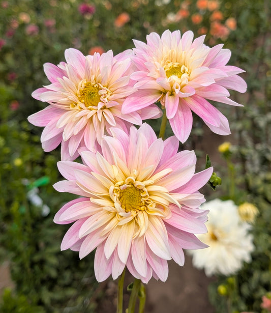 Alloway Candy dahlia