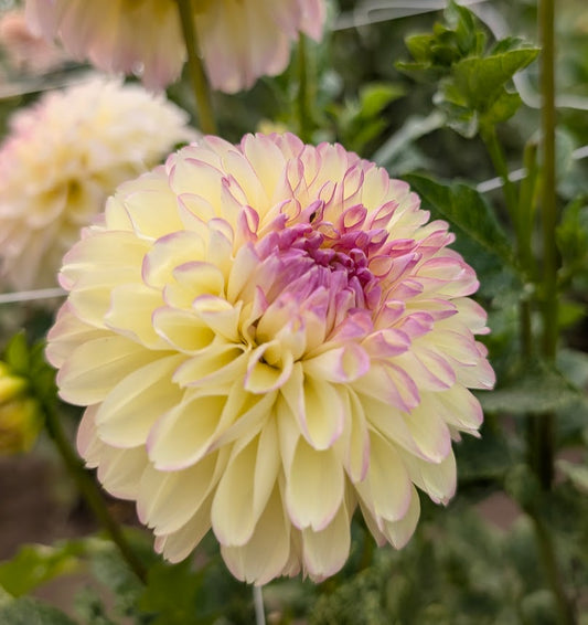 Alpen Sundown dahlia tuber