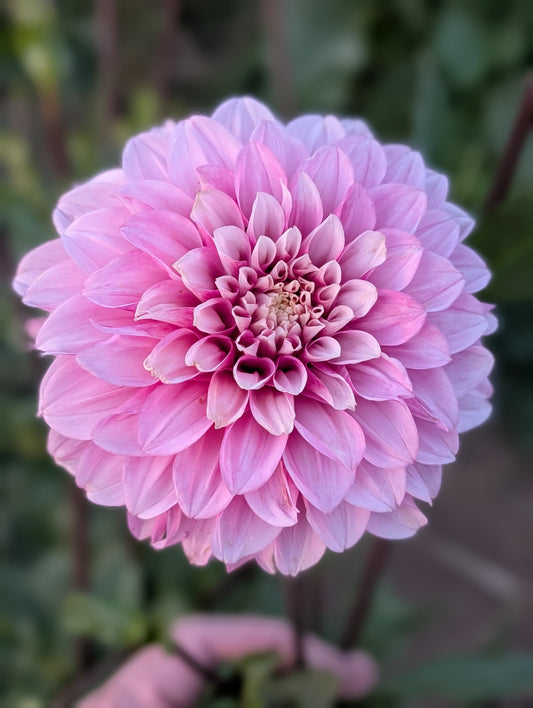 Amelia Bedelia dahlia