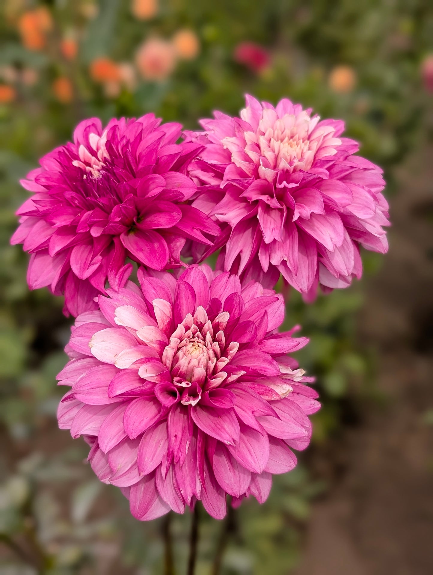Amelia Bedelia dahlia