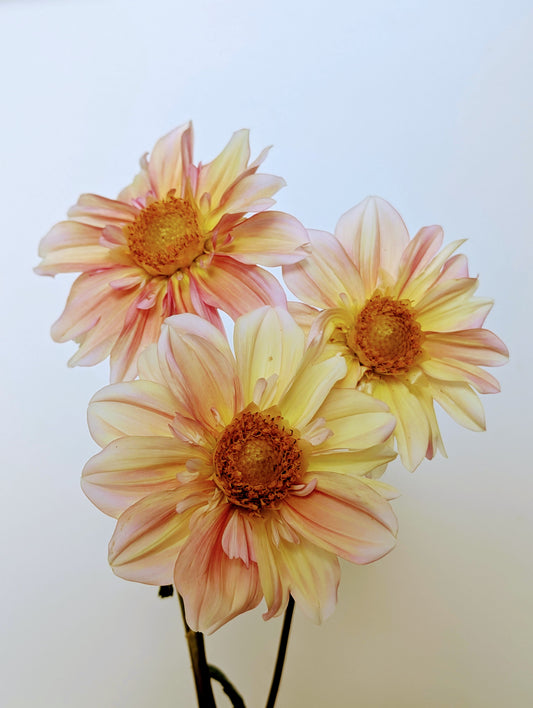 Apple Blossom dahlia tuber