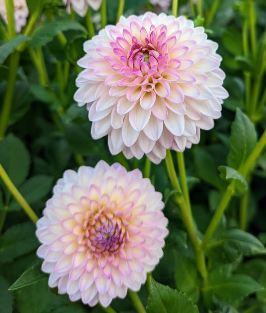 Arbatax dahlia