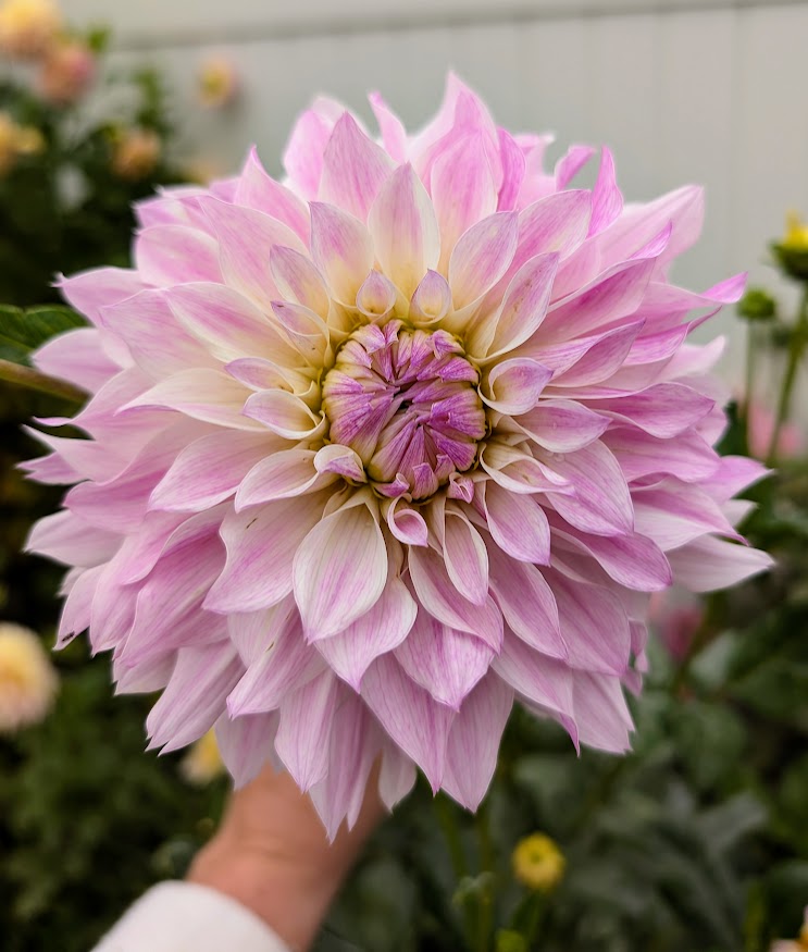 Bloomquist Compare dahlia