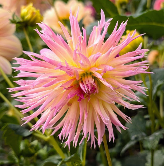 Bloomquist Mildred S dahlia