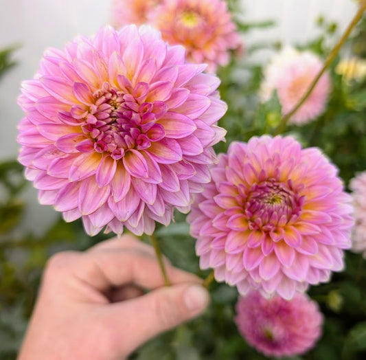 Bloomquist Mojo dahlia