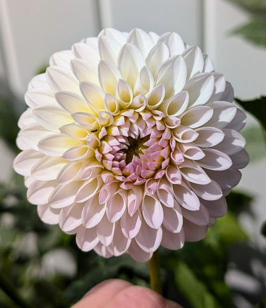 Bloomquist Tori P dahlia