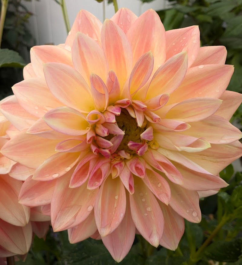 Bloomquist Alan dahlia
