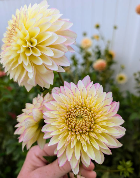 Bloomquist Blush dahlia