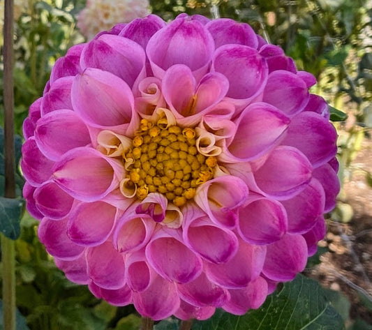 Bloomquist Yea dahlia