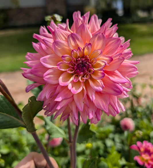 Bahama Mama dahlia