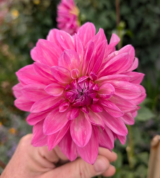 Bargaly Blush dahlia