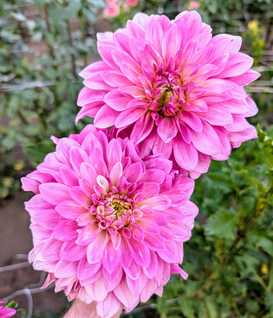 Bargaly Blush dahlia