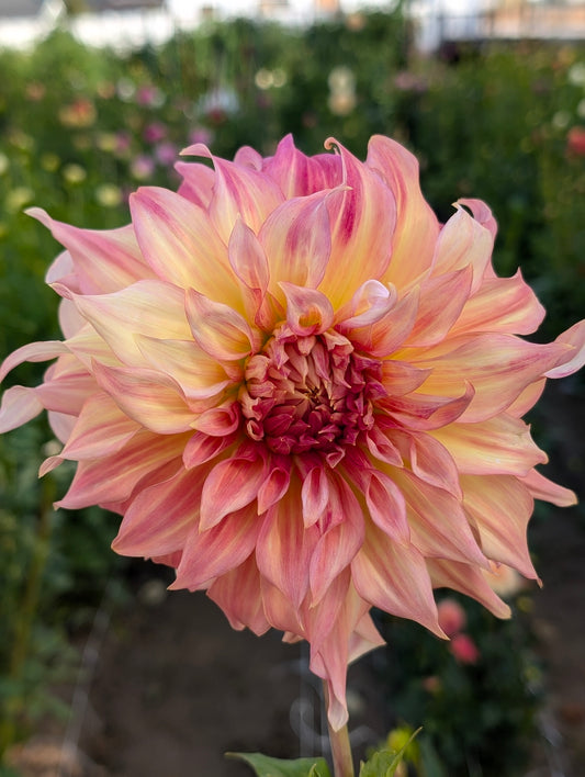 Belle of Barmera dahlia