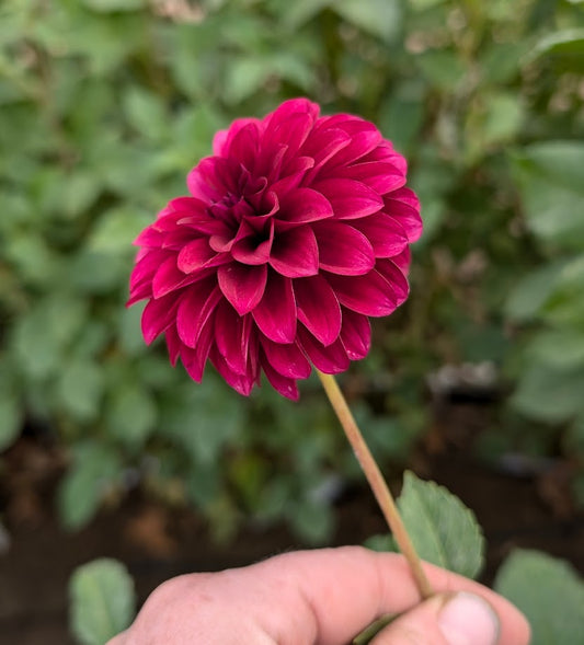 Black Satin dahlia