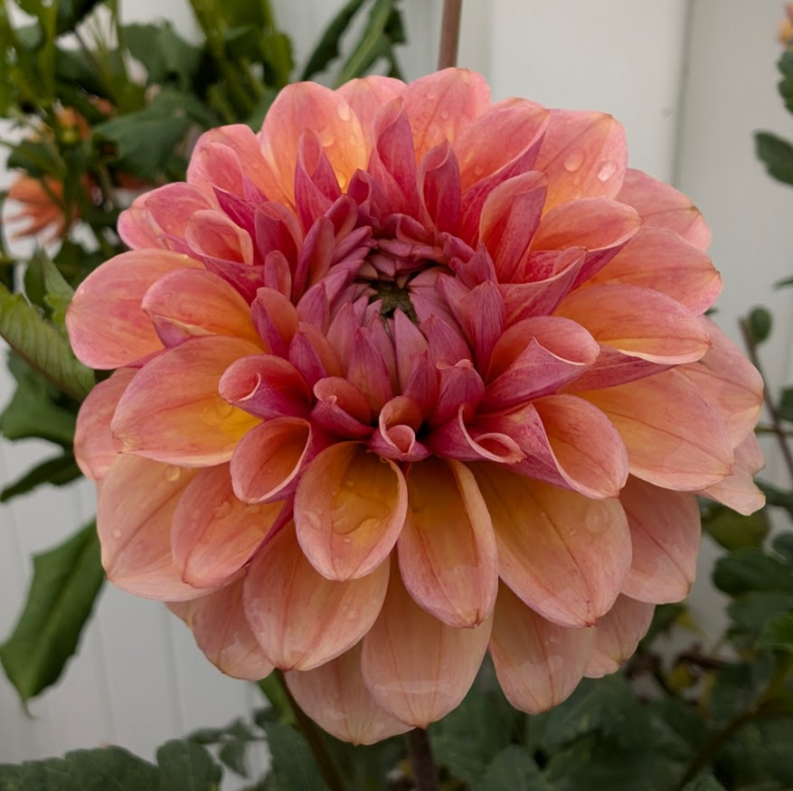 Blah Blah Blah dahlia