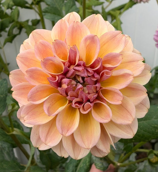 Blah Blah Blah dahlia