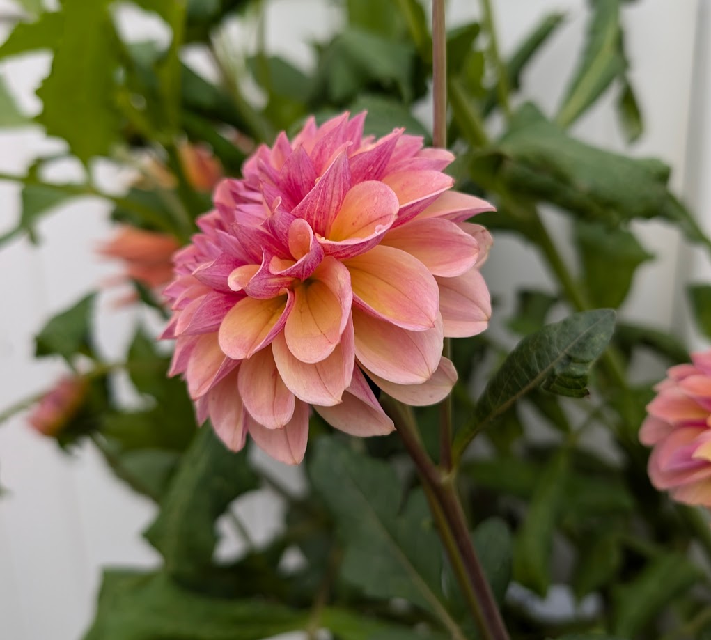 Blah Blah Blah dahlia