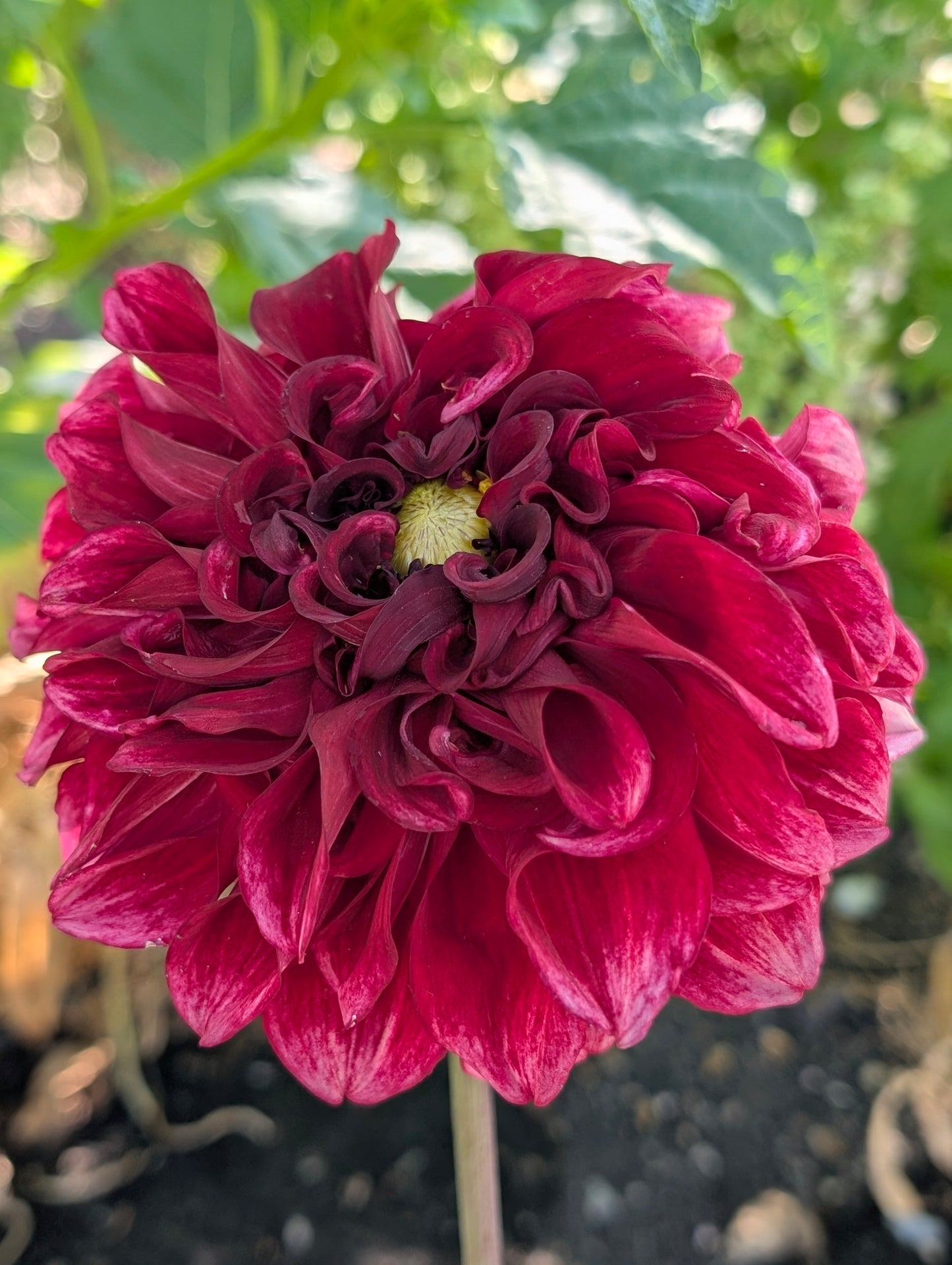 Bloomquist York dahlia tuber