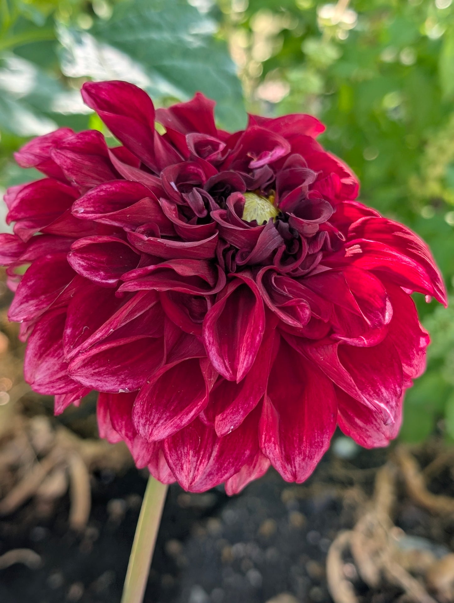 Bloomquist York dahlia tuber