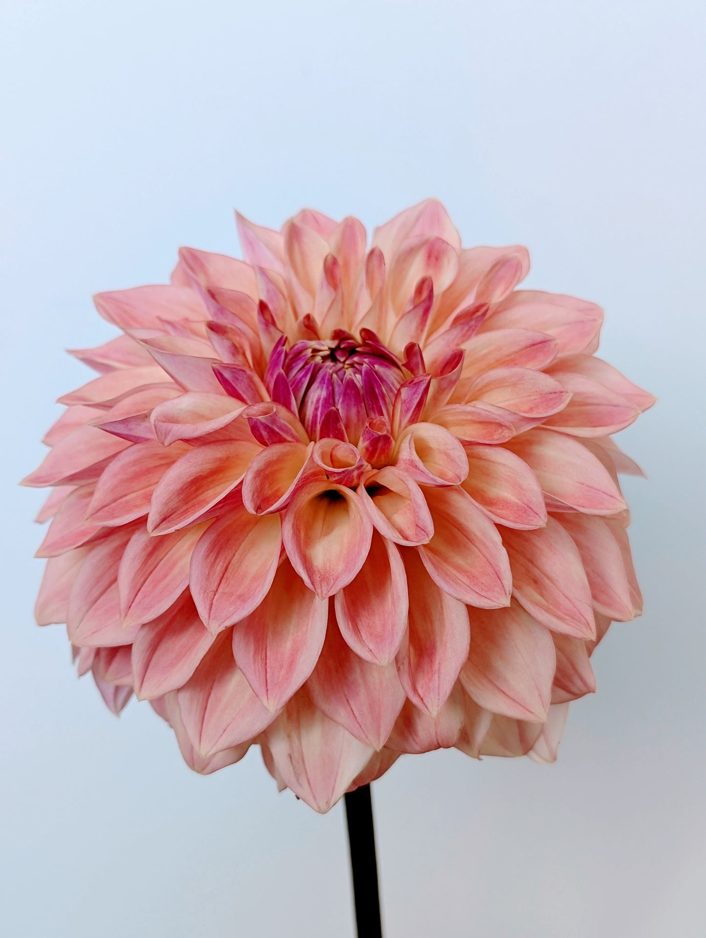 Bloomquist Alan dahlia