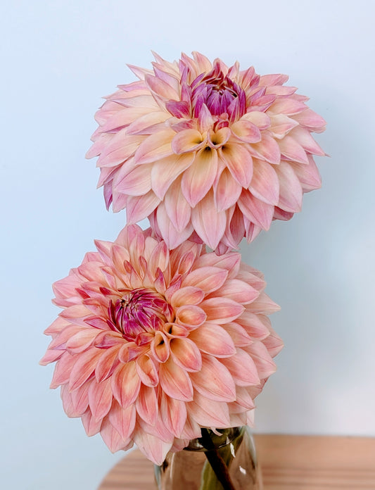 Bloomquist Alan dahlia