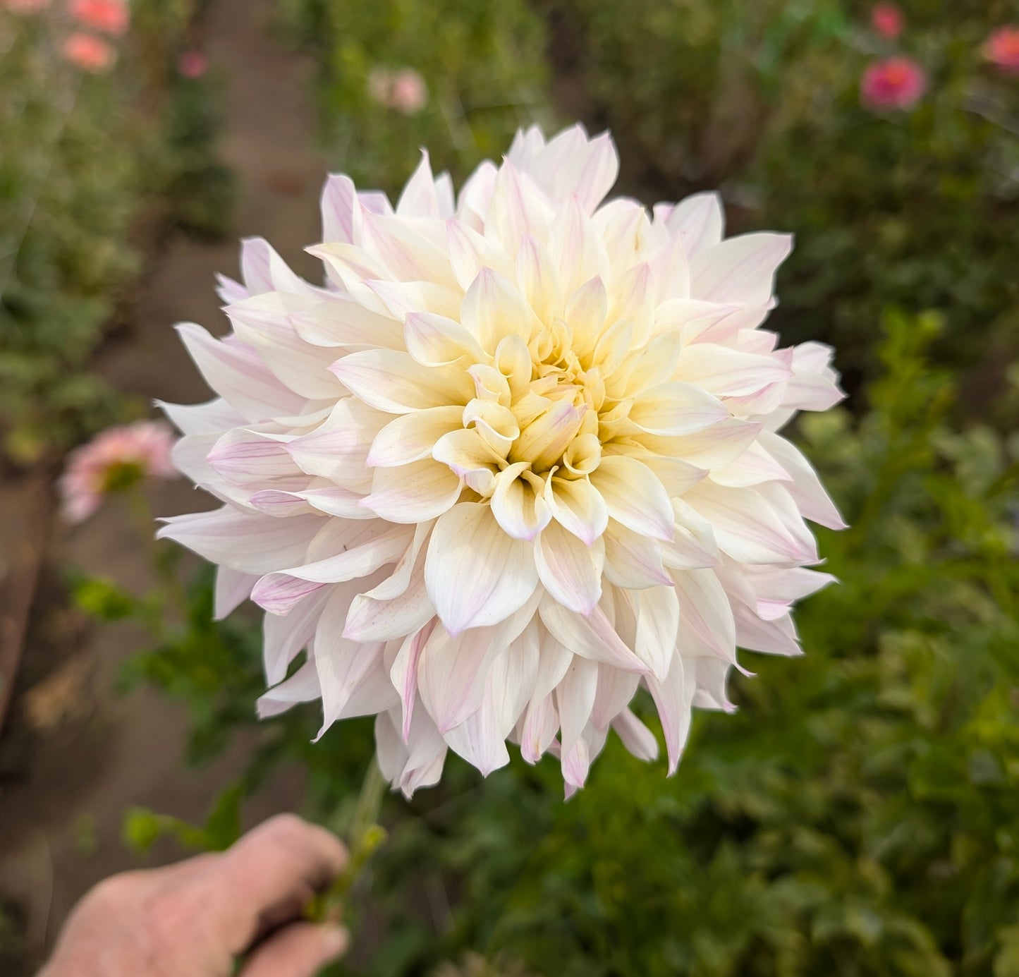 Bloomquist Compare dahlia