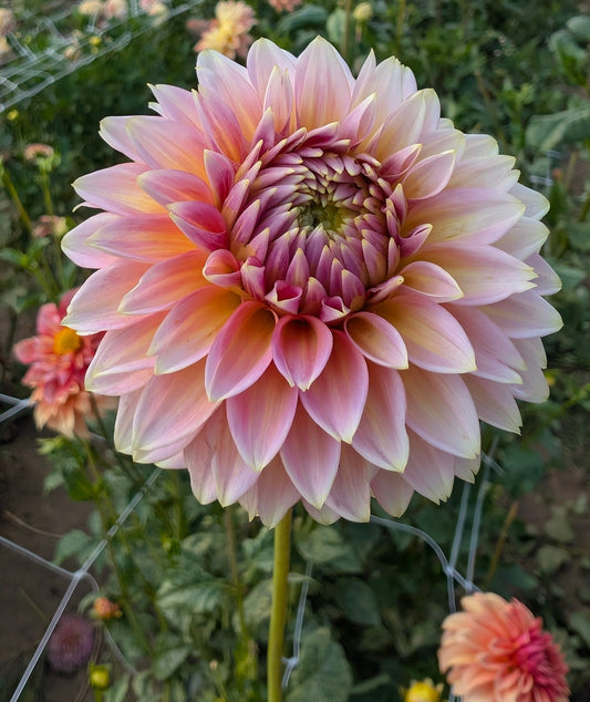 Bloomquist Mojo dahlia