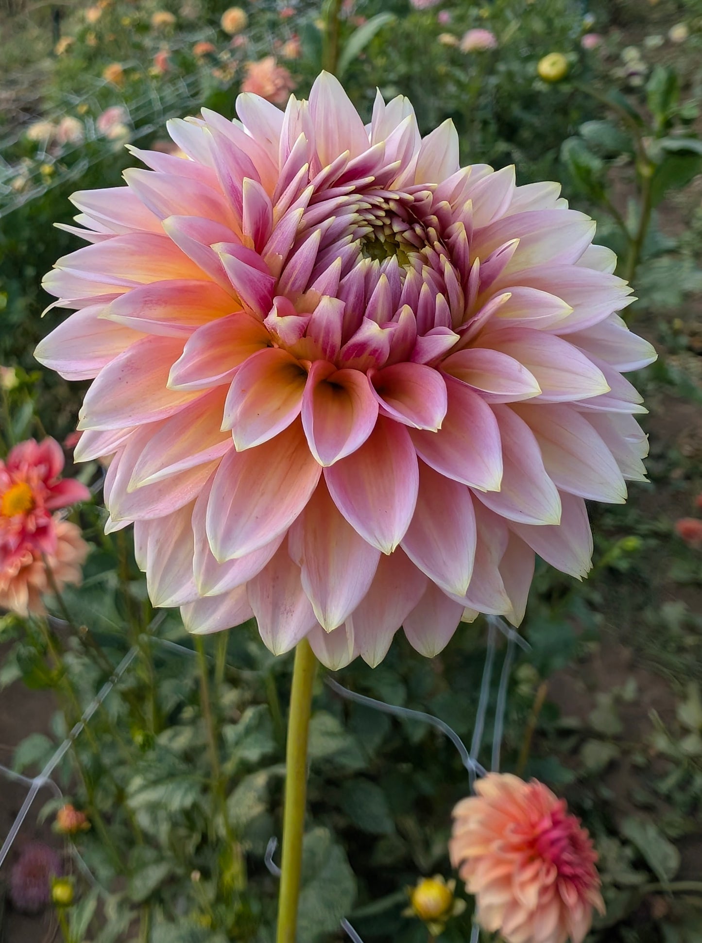 Bloomquist Mojo dahlia