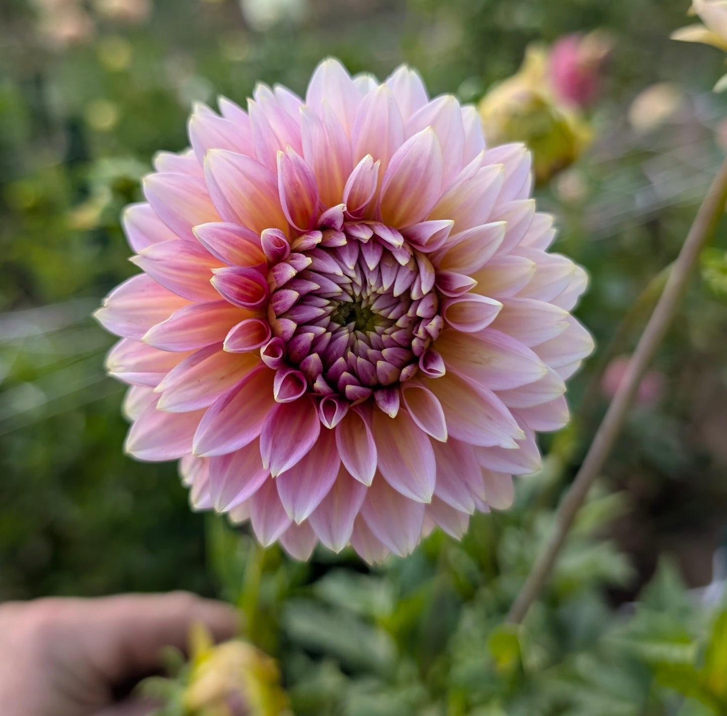 Bloomquist Mojo dahlia