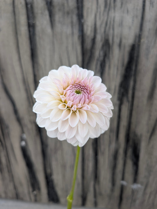 Bloomquist Tori P dahlia