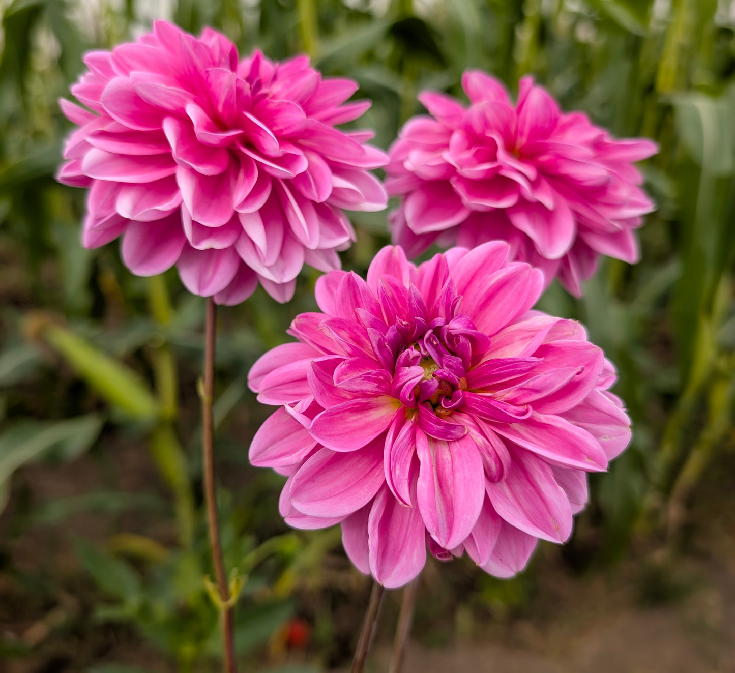 Blue Bell dahlia
