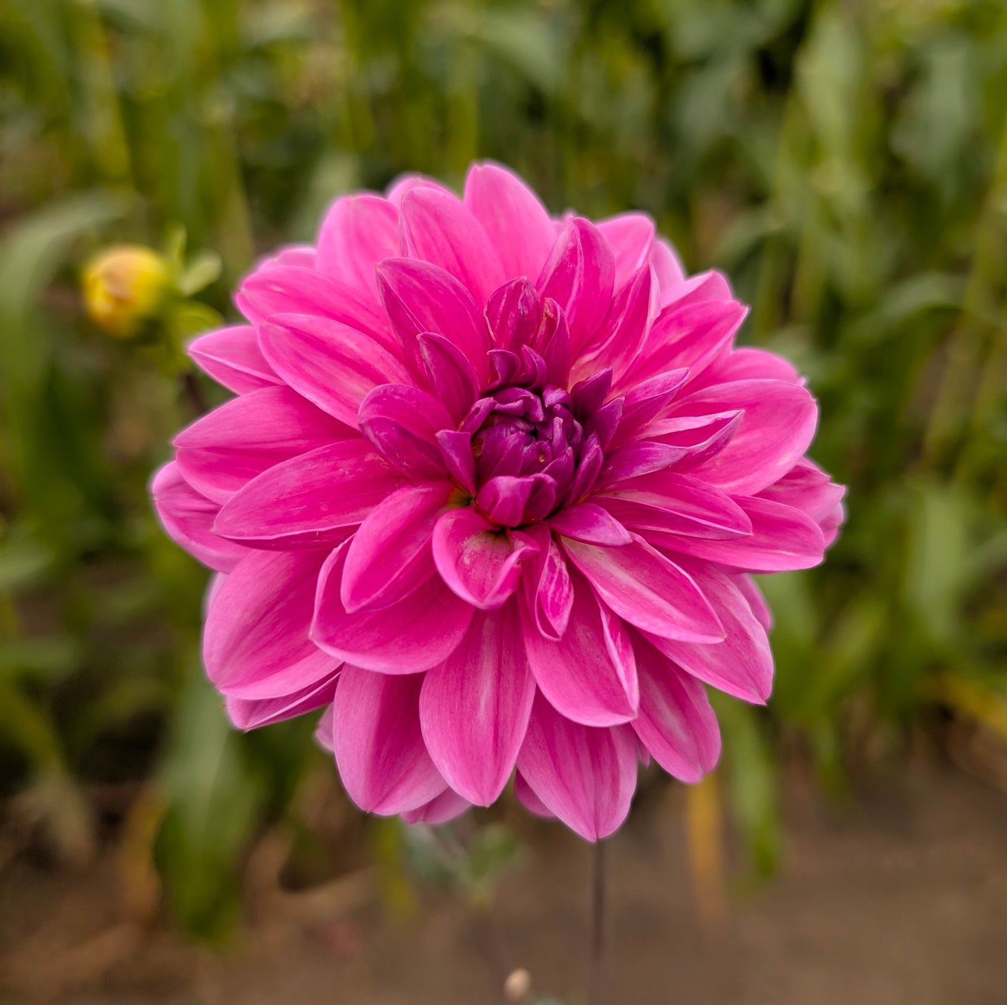 Blue Bell dahlia