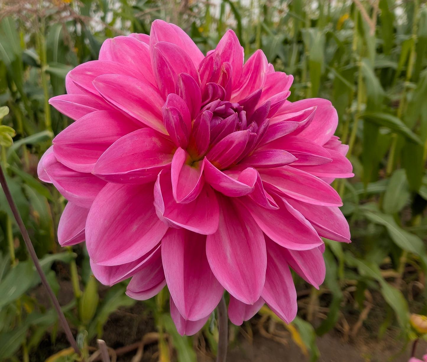Blue Bell dahlia