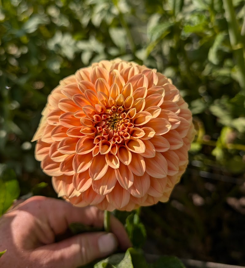 Bracken Palomino dahlia