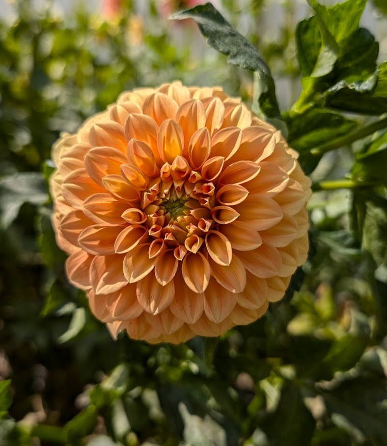 Bracken Palomino dahlia