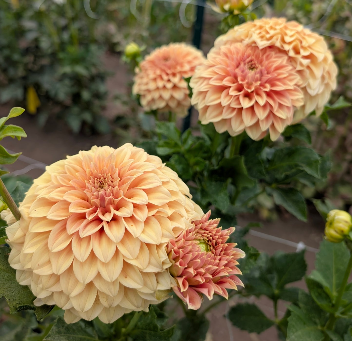 Bracken Palomino dahlia