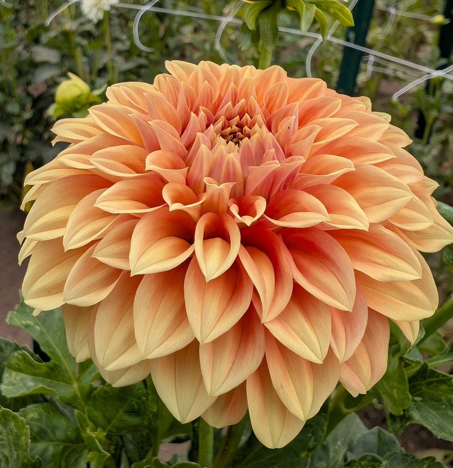 Bracken Palomino dahlia