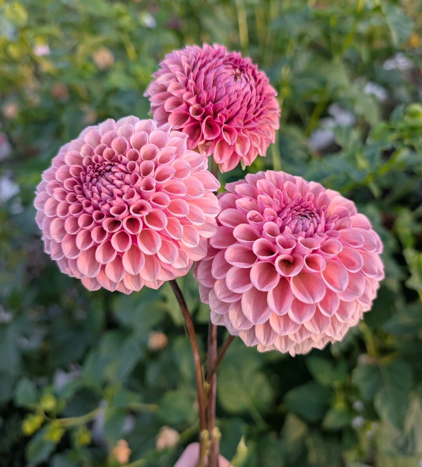 Bracken Rose dahlia
