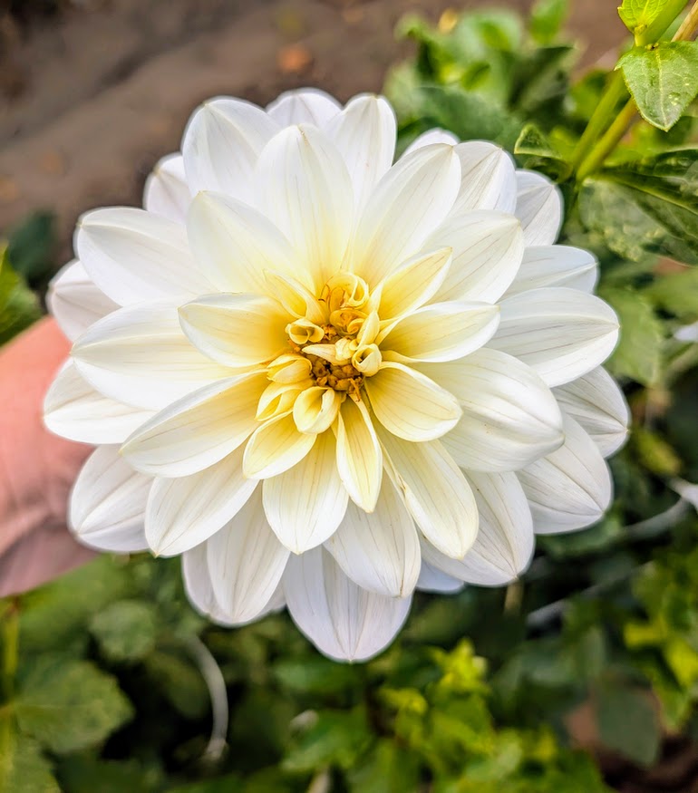 Bridezilla dahlia