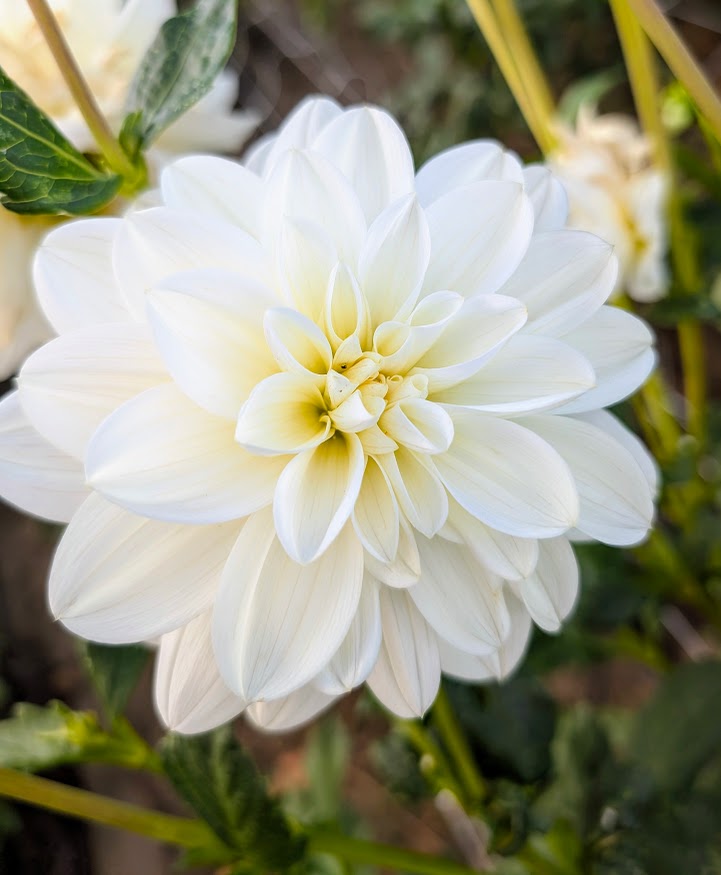 Bridezilla dahlia