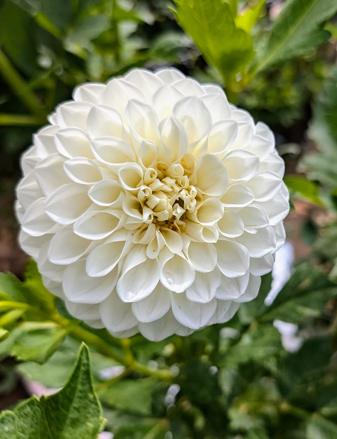 Brookside Snowball dahlia